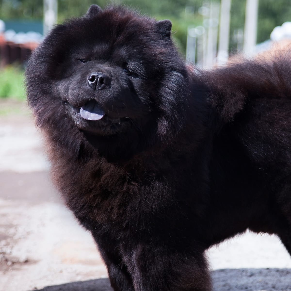 Chow Chow Makes Friends with Bumblebee and It s Too Cute to Handle Parade Pets