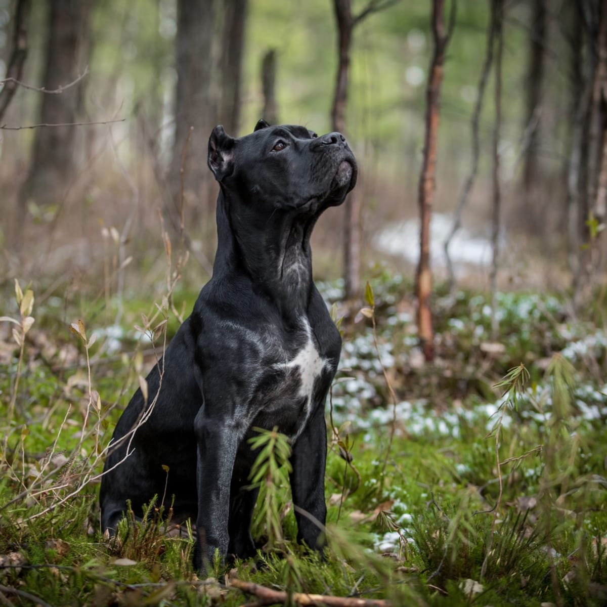 Teacup outlet cane corso
