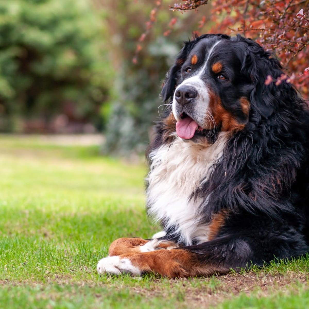 Brindle bernese mountain store dog