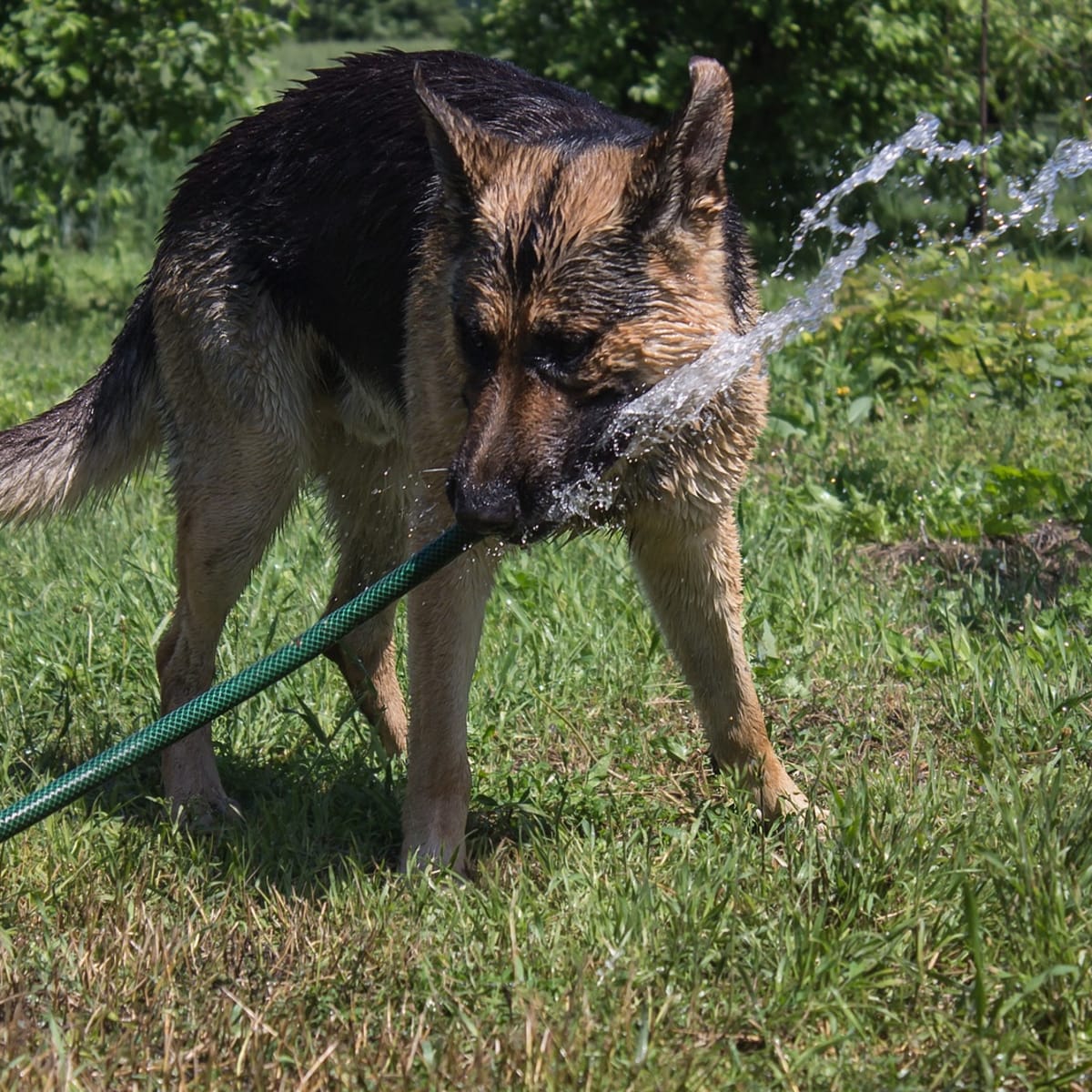 Funny german shepherd stories sales