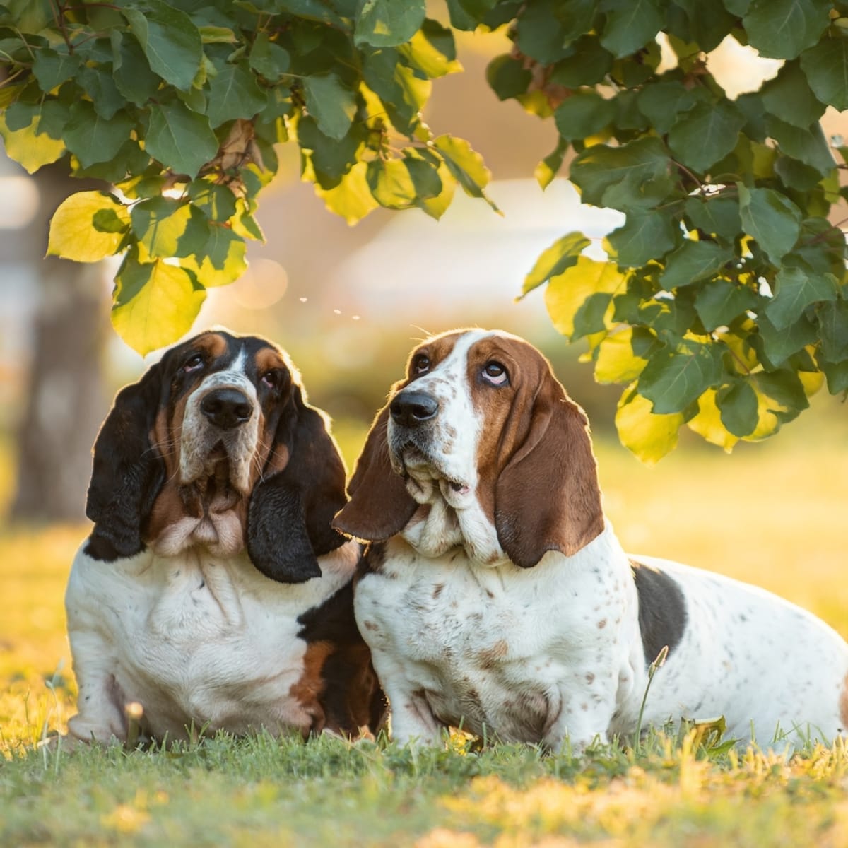 Two basset hounds top