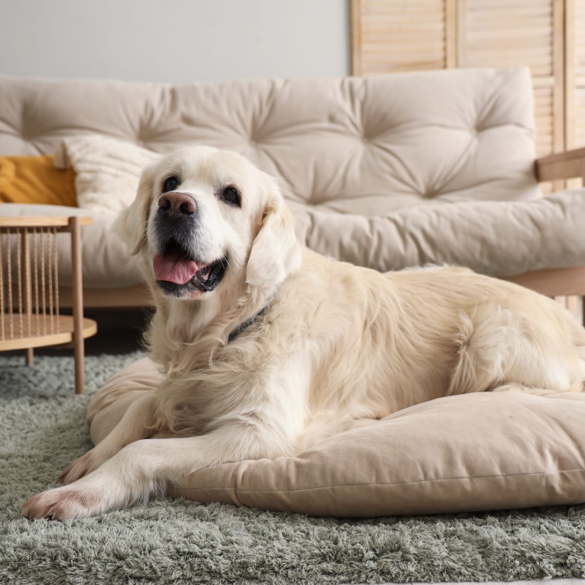 Kirkland dog blanket best sale
