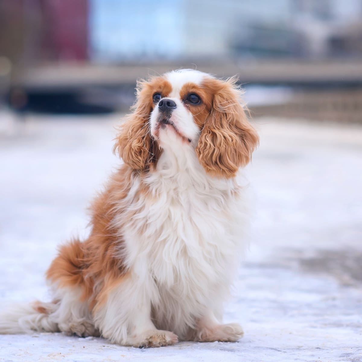 Kennel club cavalier clearance king charles puppies