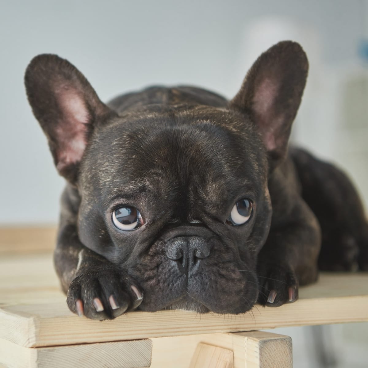 Joyful teacup frenchies sales