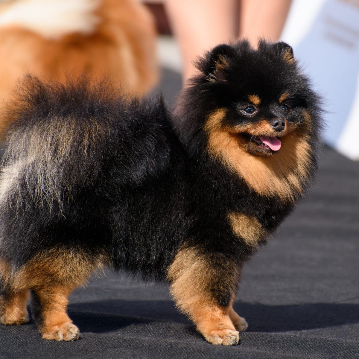 Pomeranian eyebrows sales