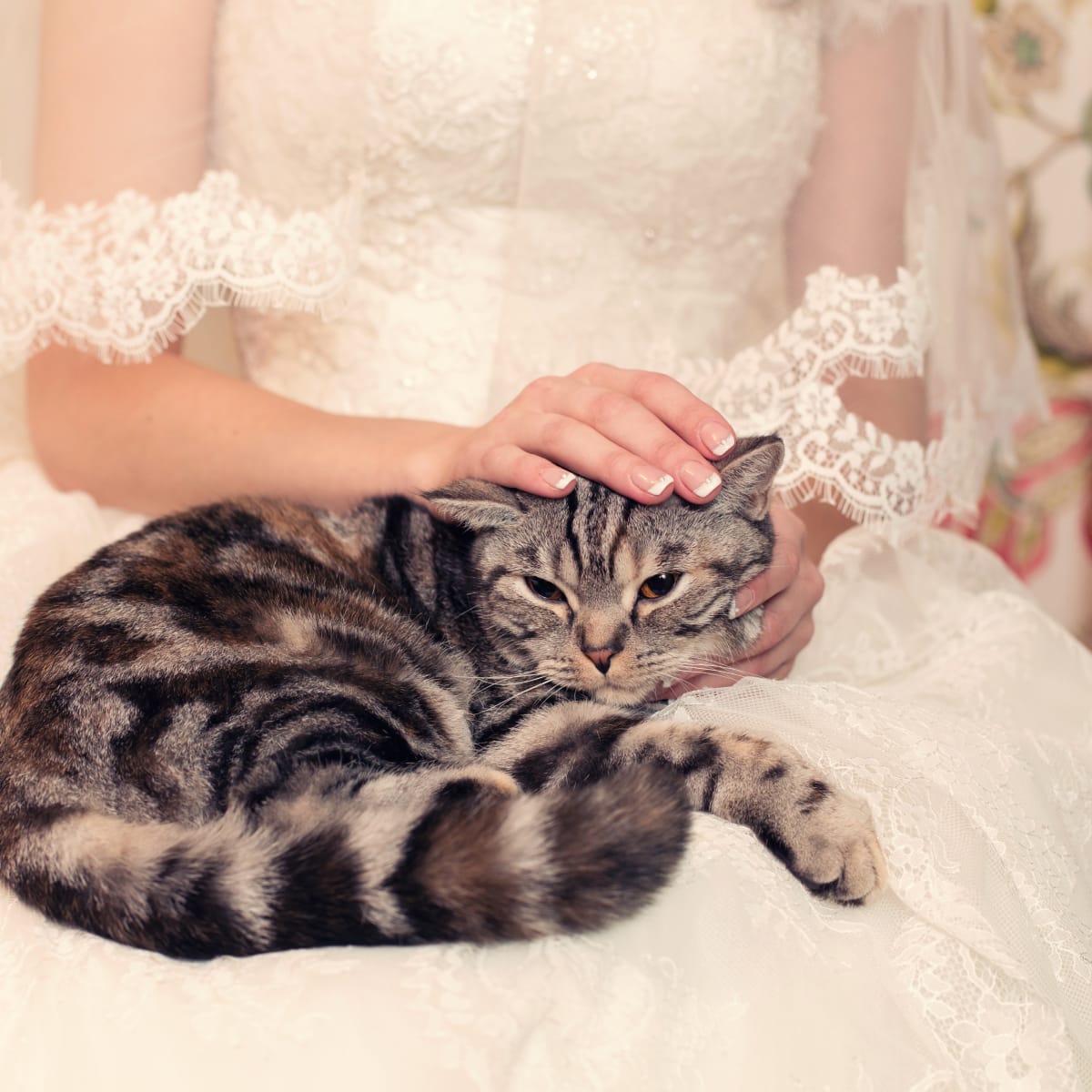 Cats Can Serve As Wedding Officiants in Colorado and It s Just