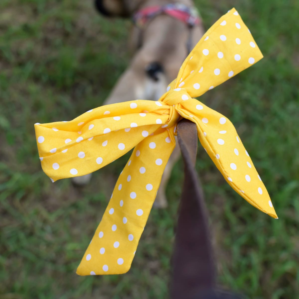 Yellow ribbon dog collar top
