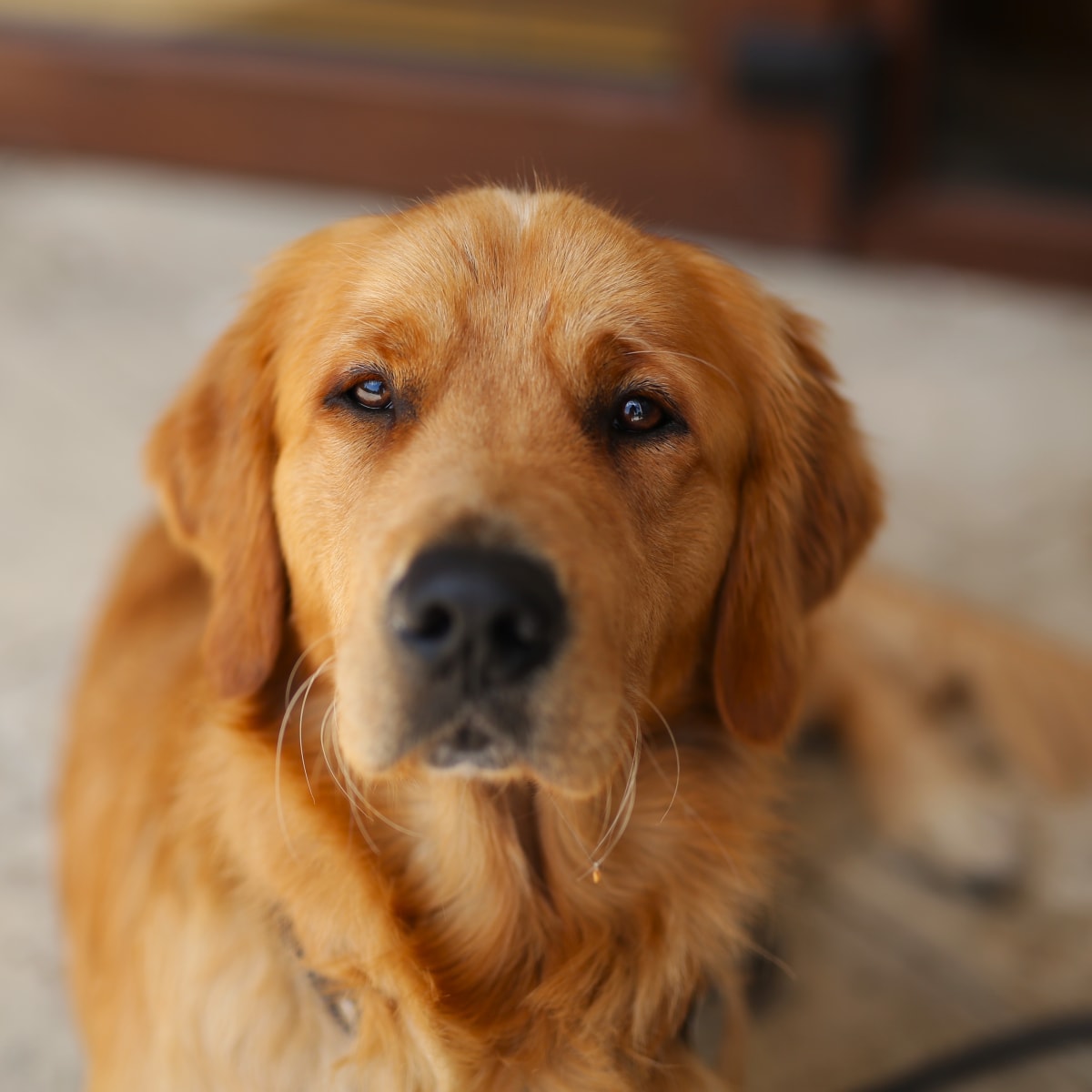 Golden top retriever sad