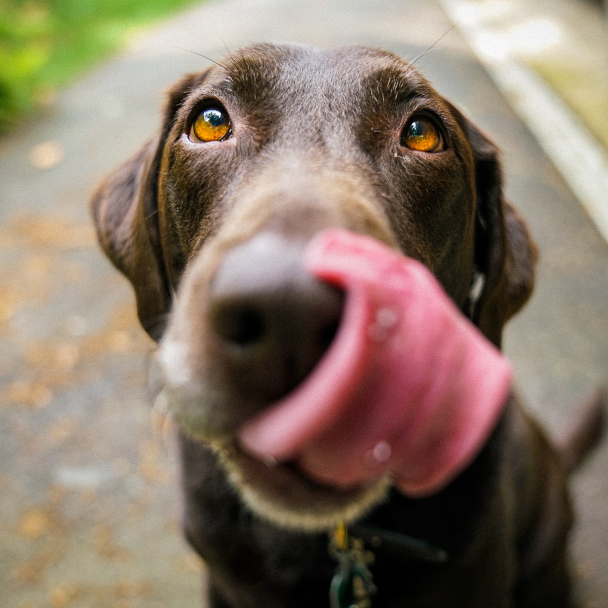 Can Dogs Eat Peanuts Parade Pets