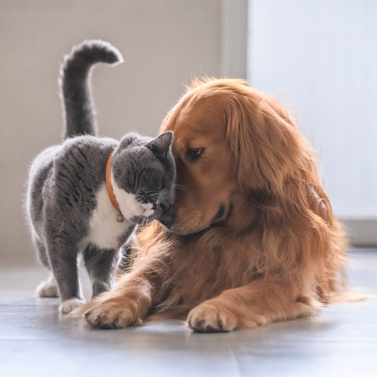 Golden retriever and cat online