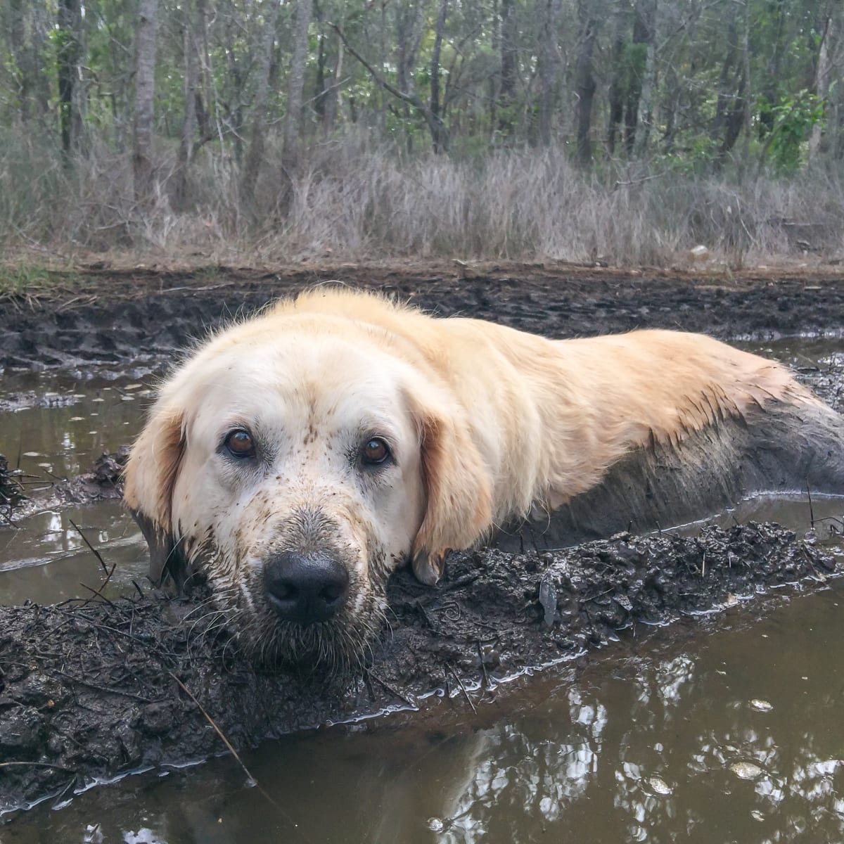 Golden retriever sales in mud