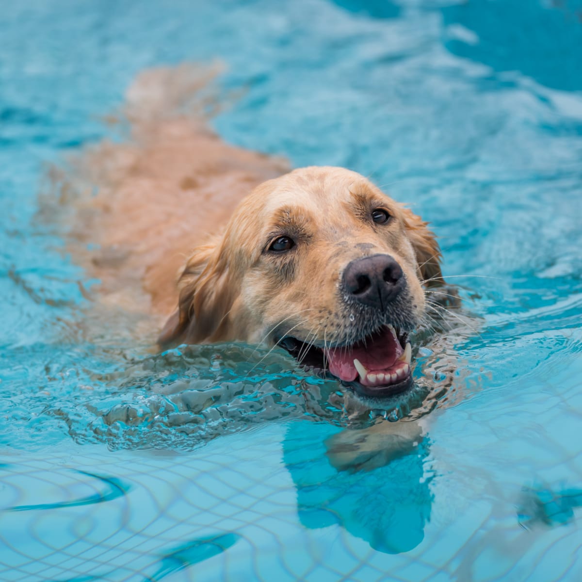 Golden retriever pool clearance