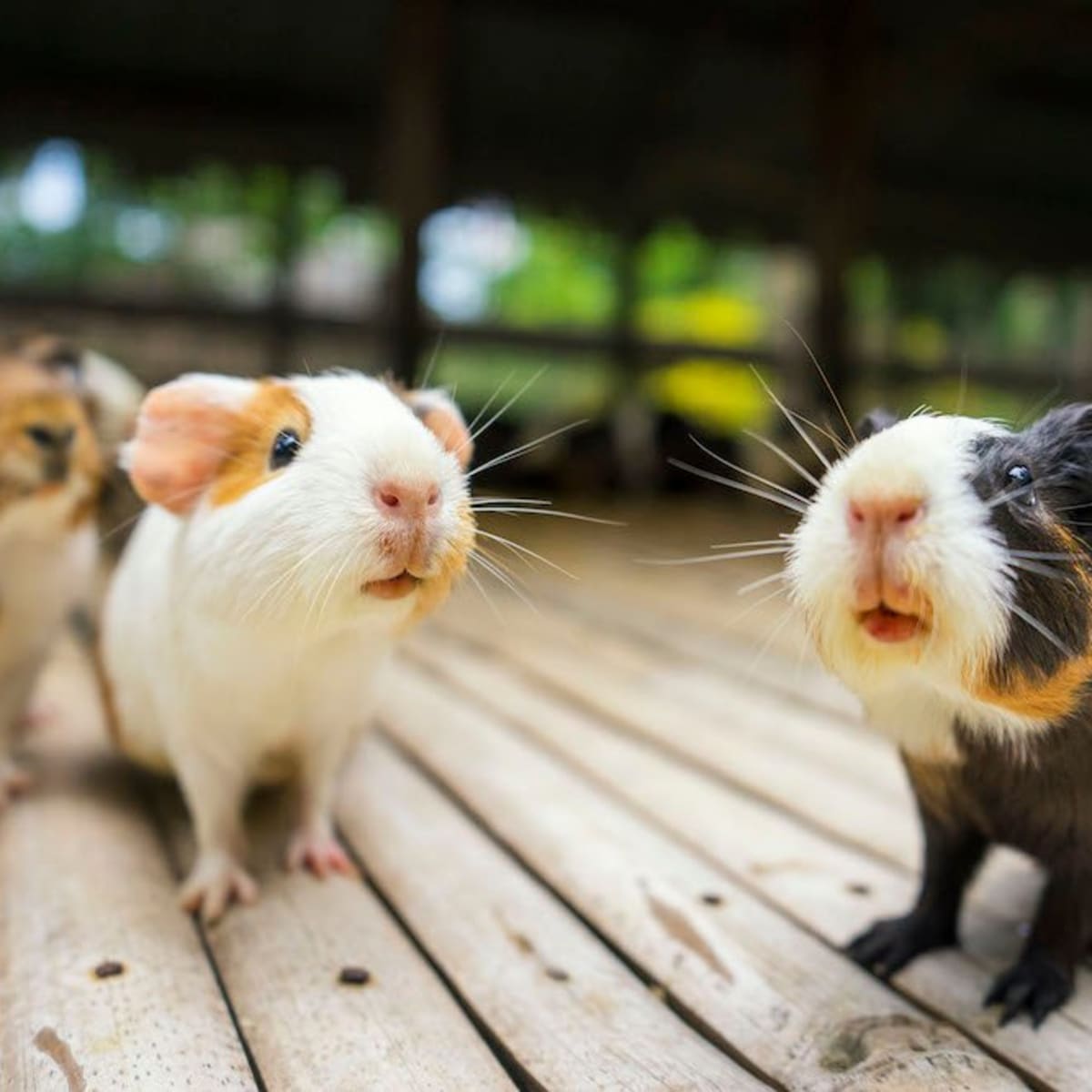 Different types of hamsters for store pets