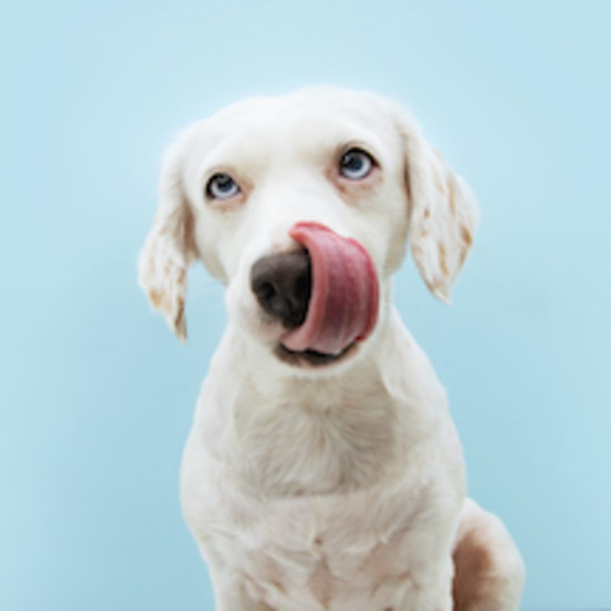Dog breeds with grey sales eyes