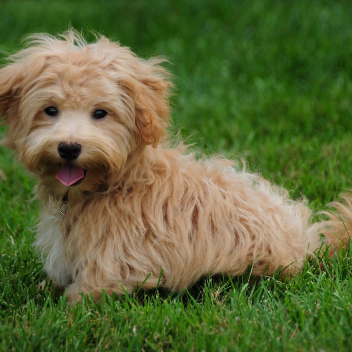 25 Best Mixed Breed Dogs You ll Love Parade Pets