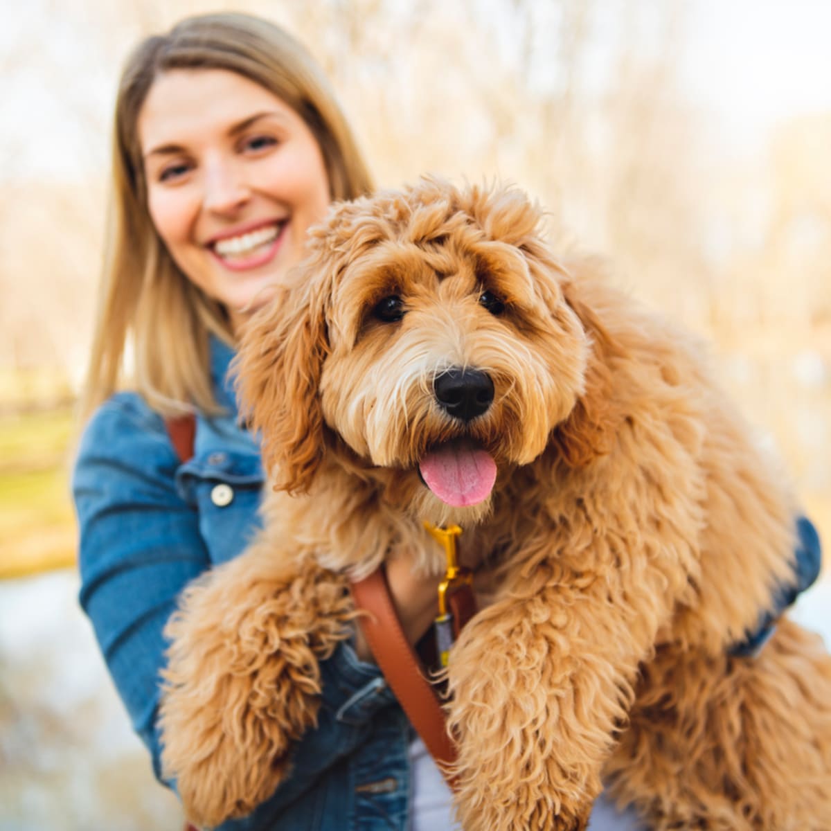 Irish doodle puppies near me top