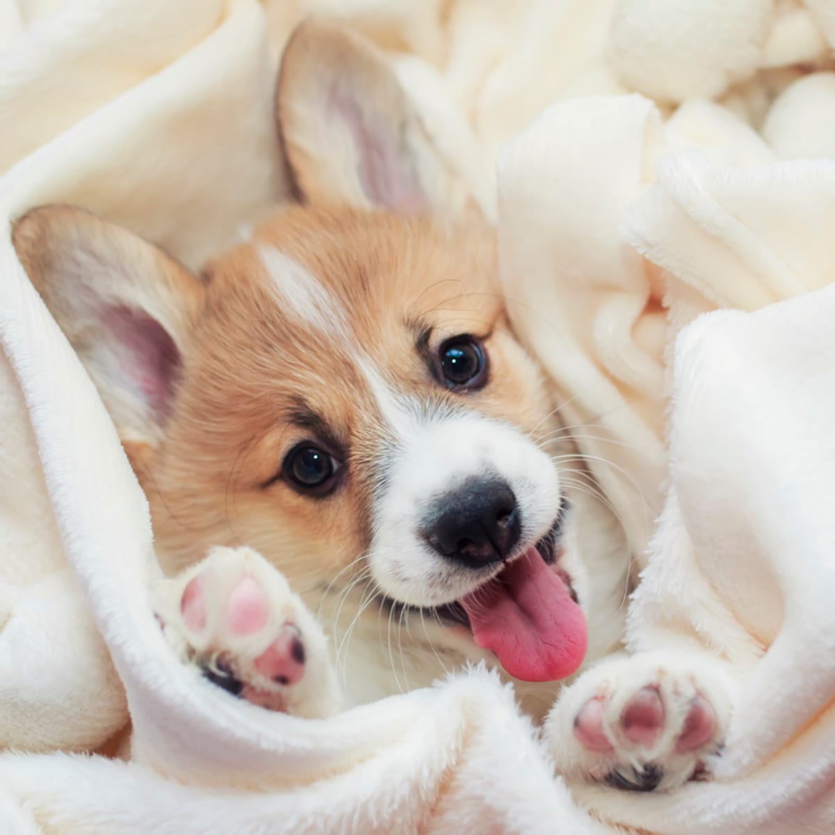 Good tempered small dogs outlet