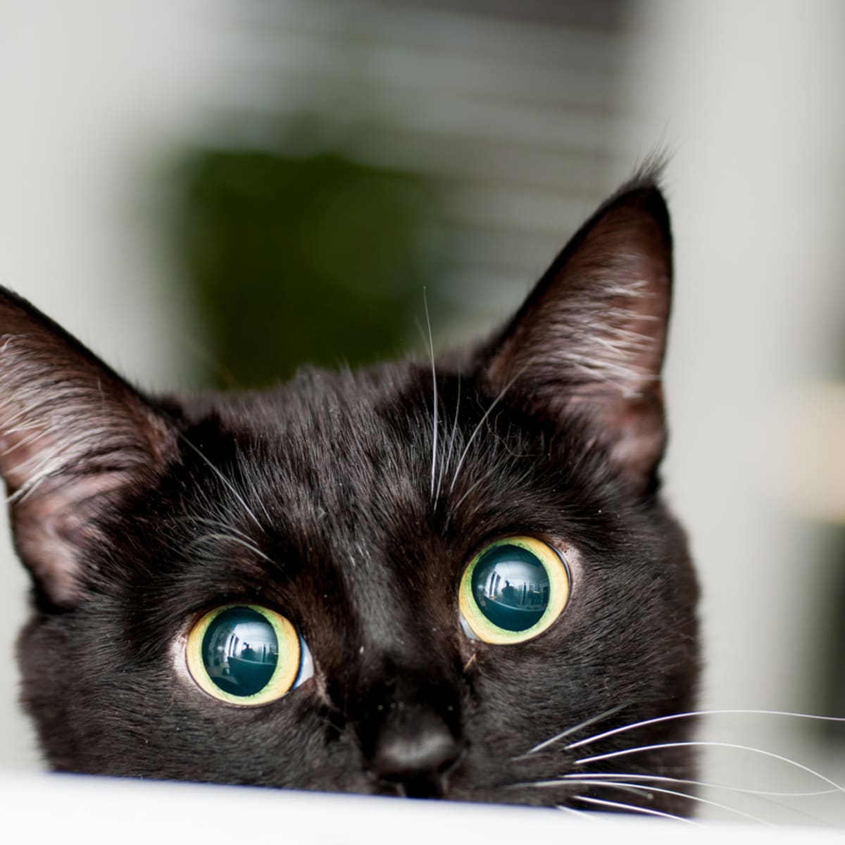 Calm cat names store