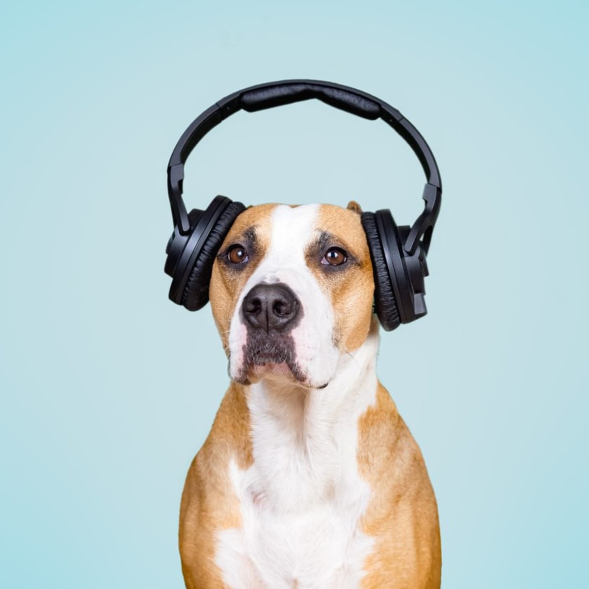 Dogs and Fireworks How to Calm A Dog During Fireworks Parade Pets