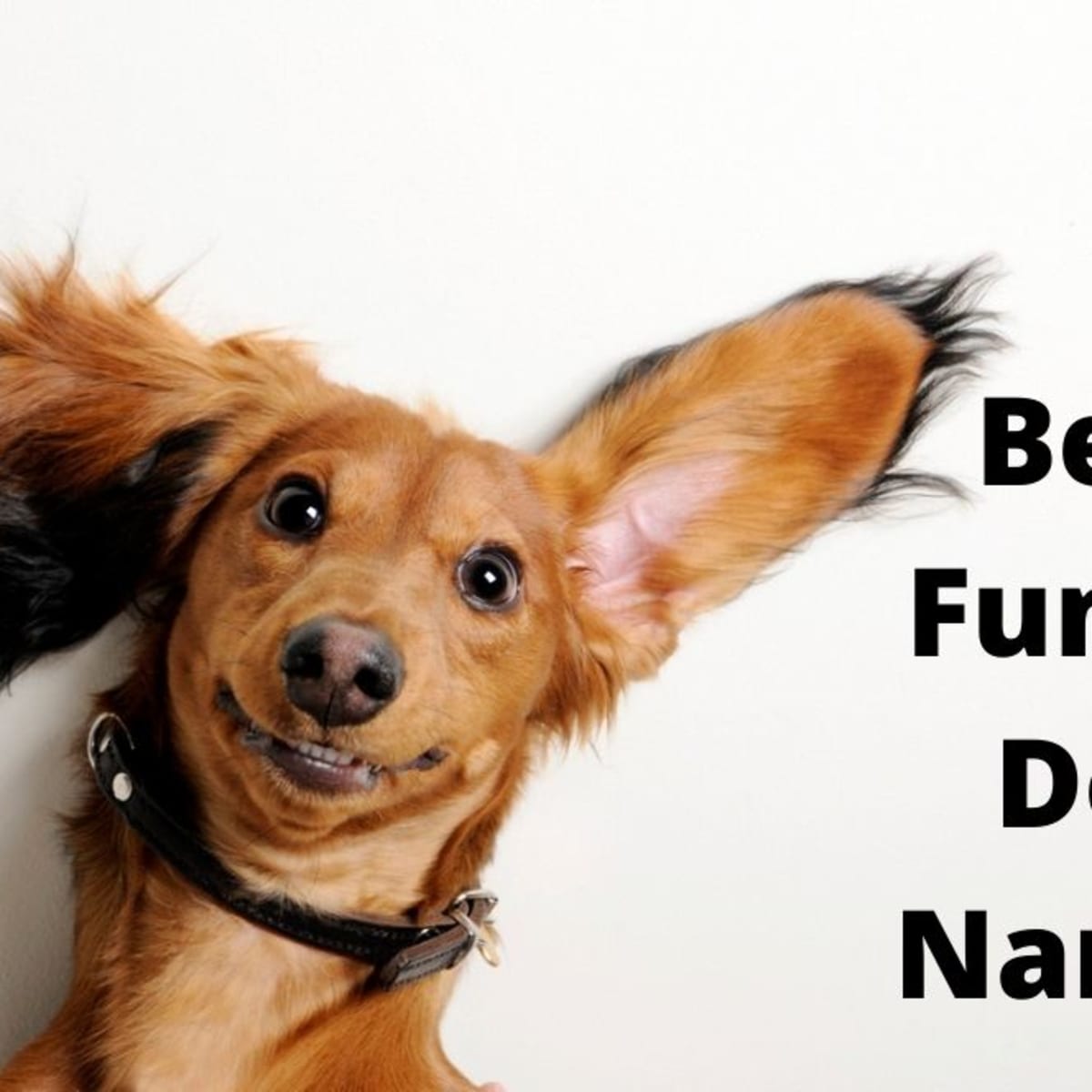 Clever clearance dog names