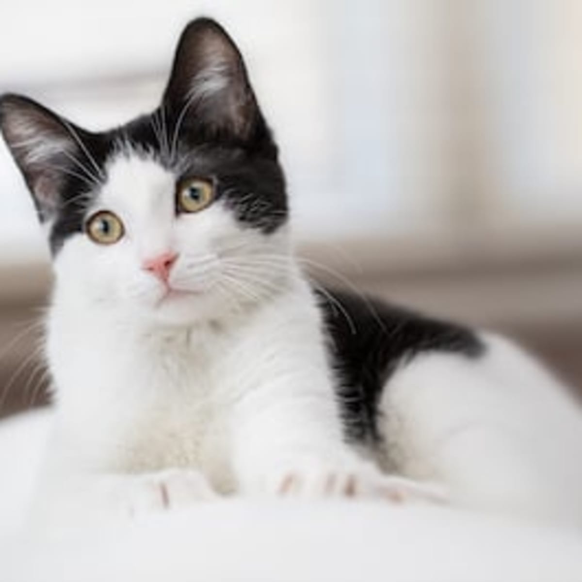 Black and white cat fluffy sales