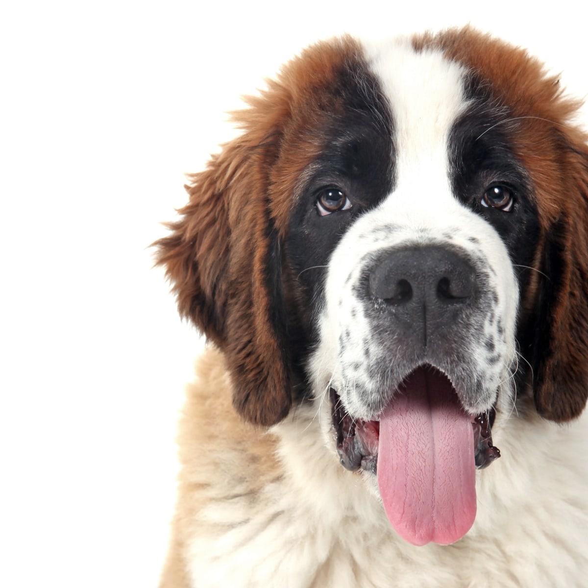 Large dog breeds discount good with kids