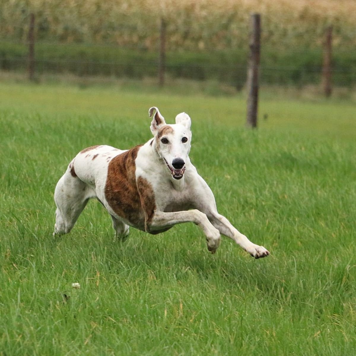 What is the fastest dog breed best sale in the world
