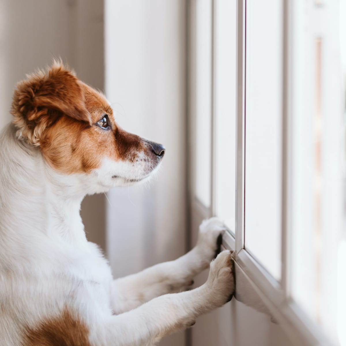 Low shedding low barking clearance dogs