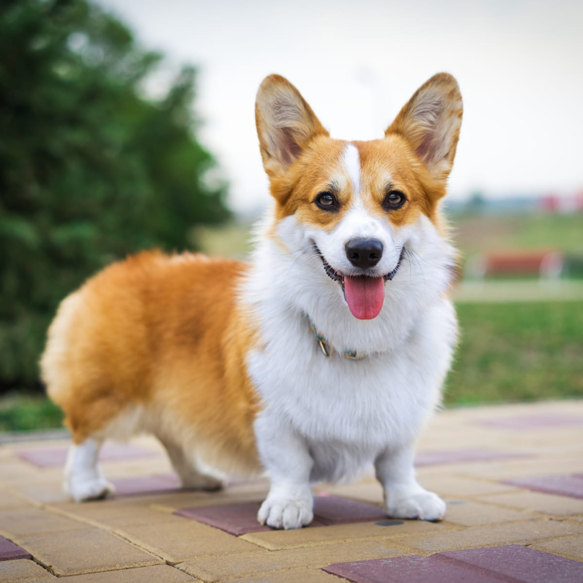 Corgi Shows Off All of His Precious Halloween Costumes Over the