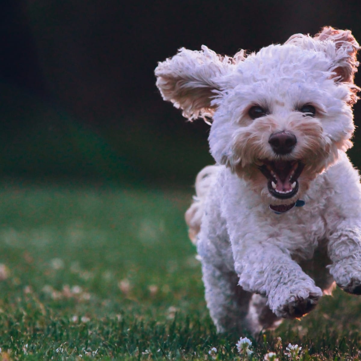 25 Hypoallergenic Dogs Breeds That Don t Shed Parade Pets