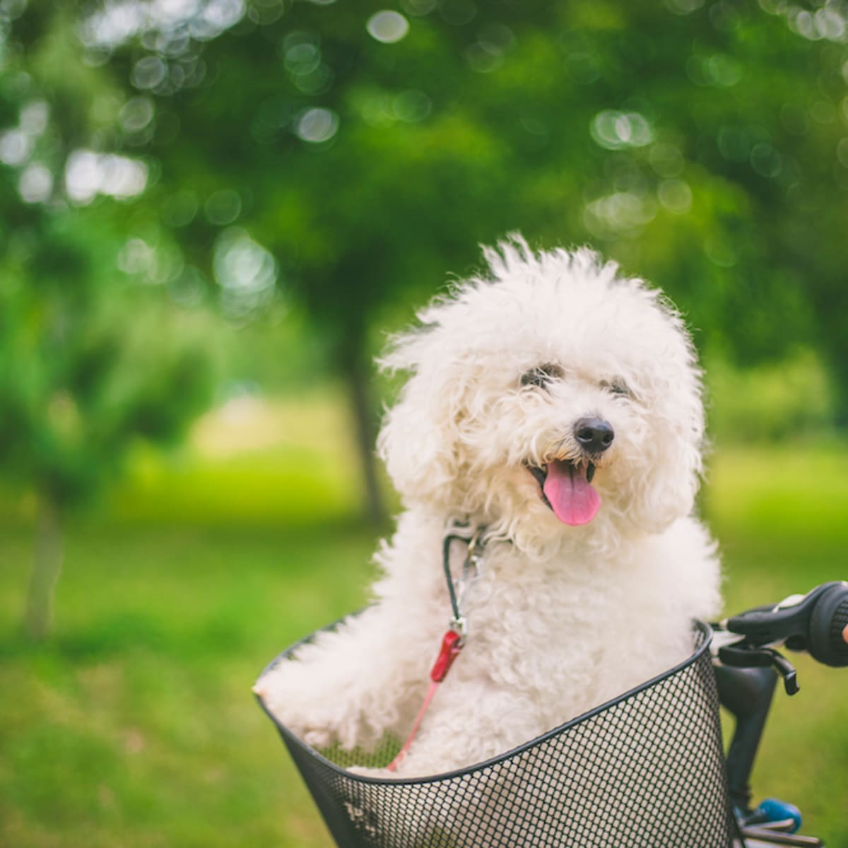 Small shaggy dog breeds on sale