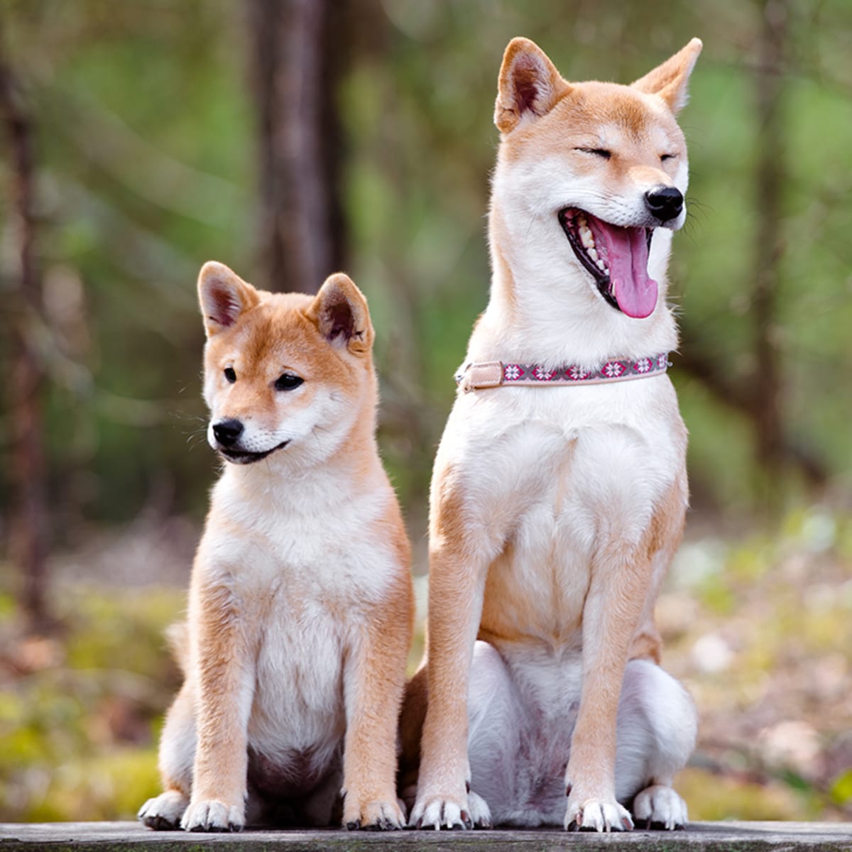 The Seven Shiba Inus to Follow on Instagram Parade Pets