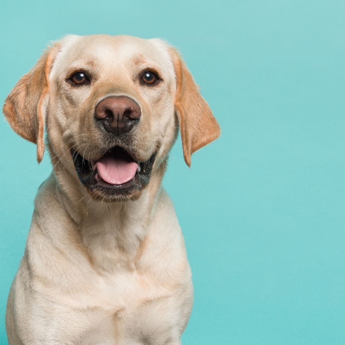 Can Dogs Eat Ham 20 Things You Should Never Feed Your Pet