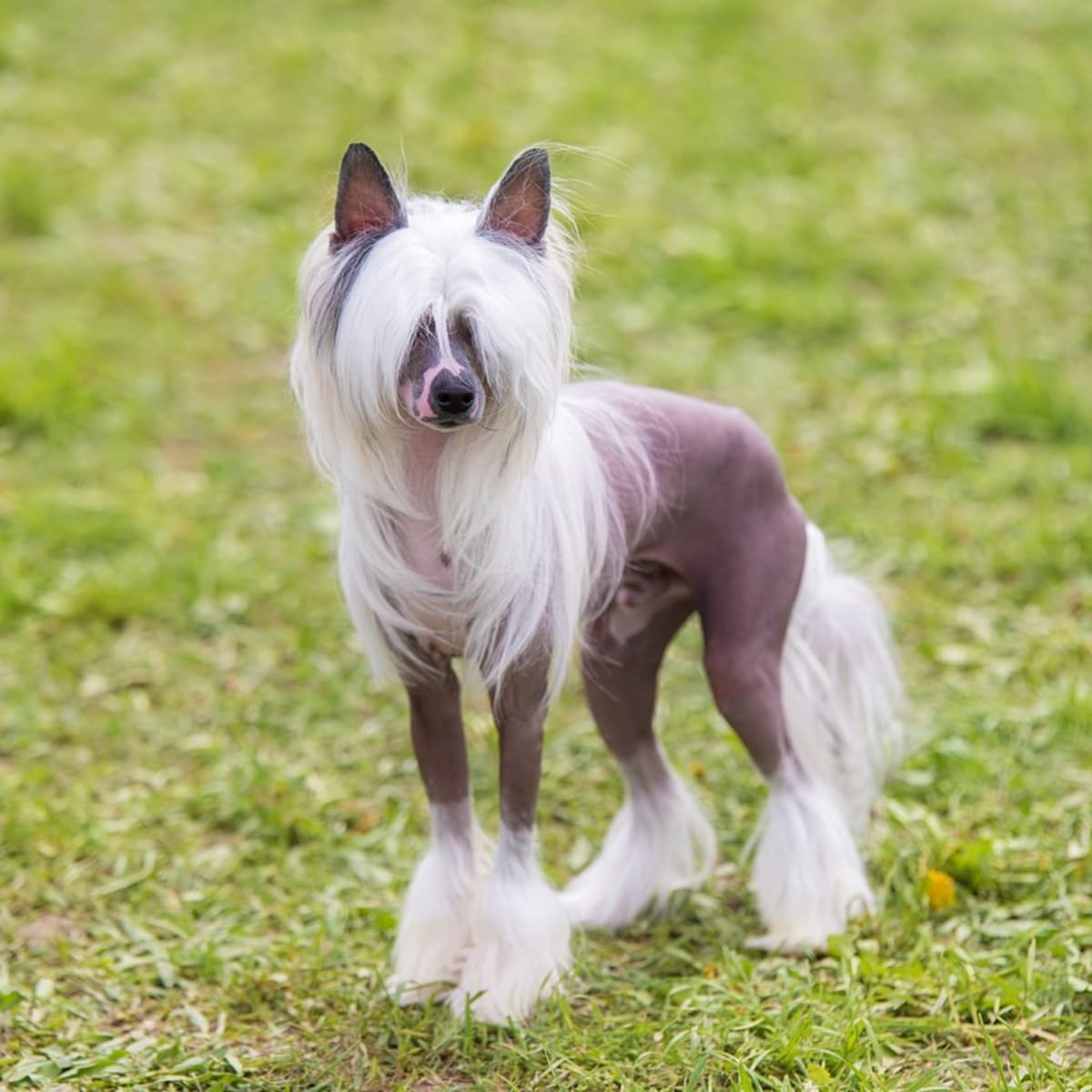 Strange dog clearance breed mixes