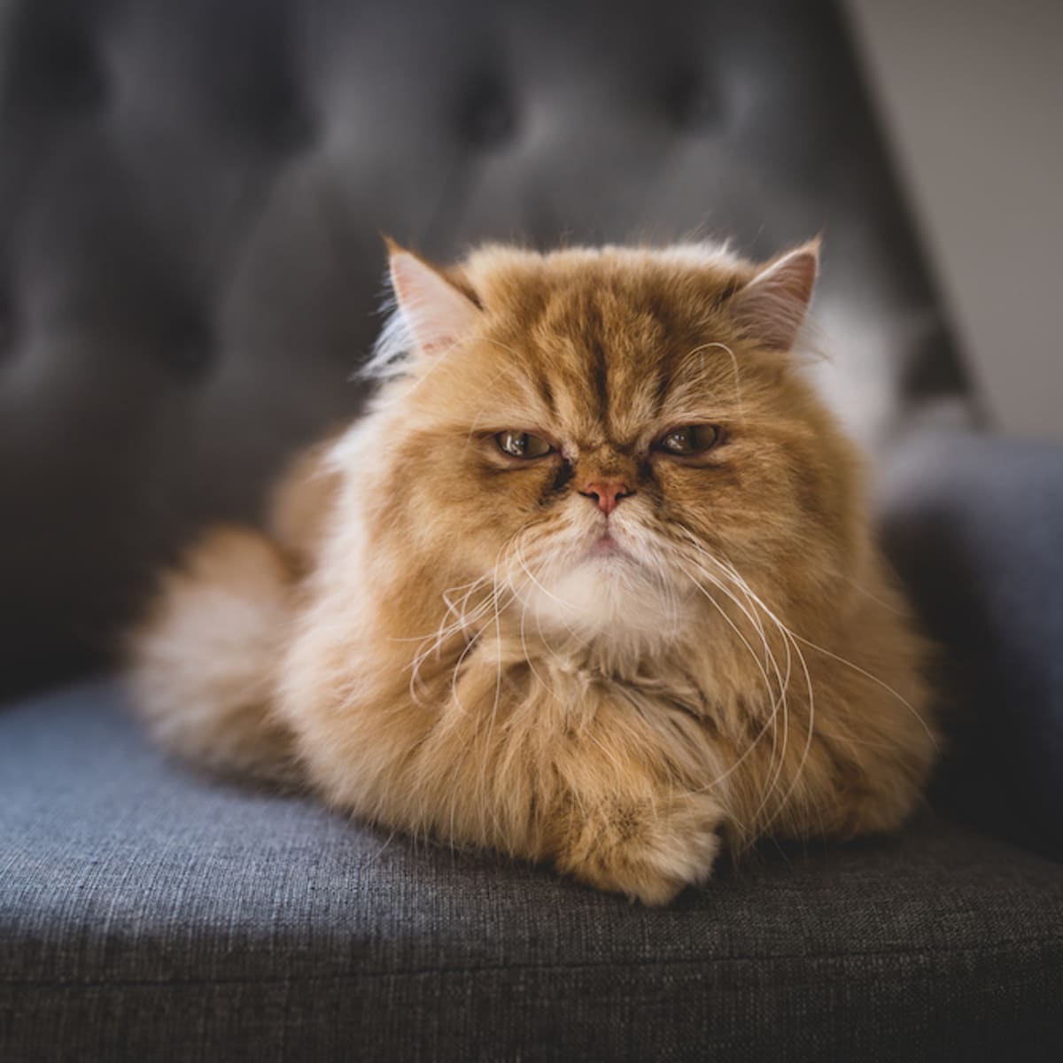 Big face sales cat
