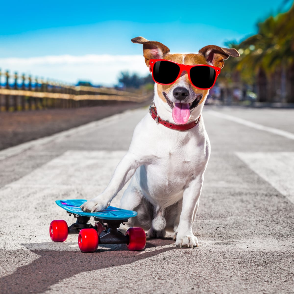 A hotsell cool dog