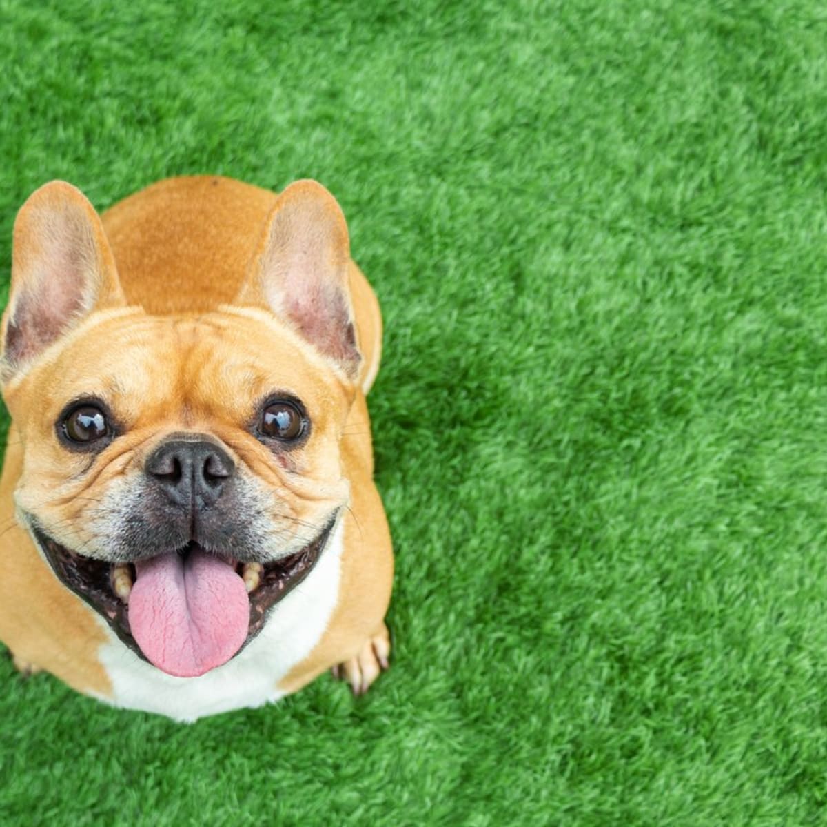 Tough small shop dog breeds