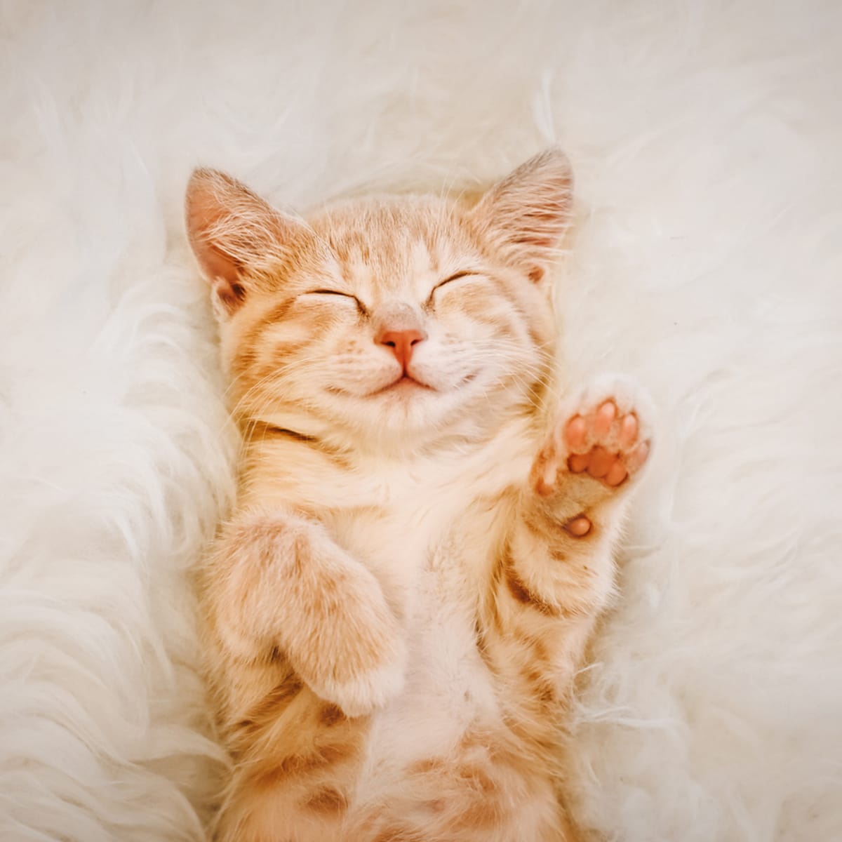 Small cat sales