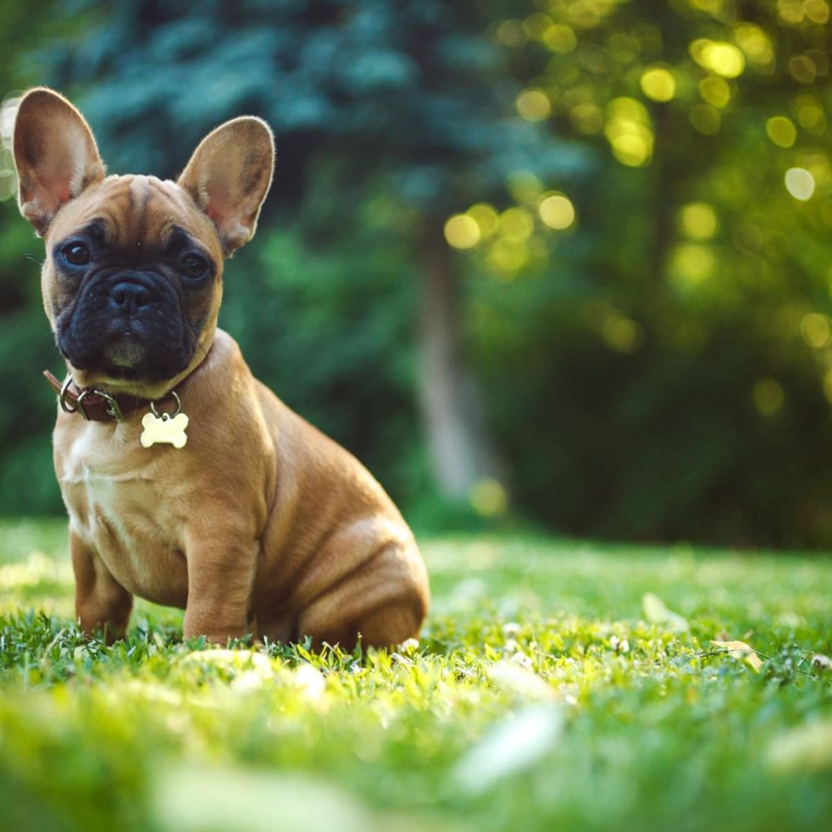 Male small clearance dog names