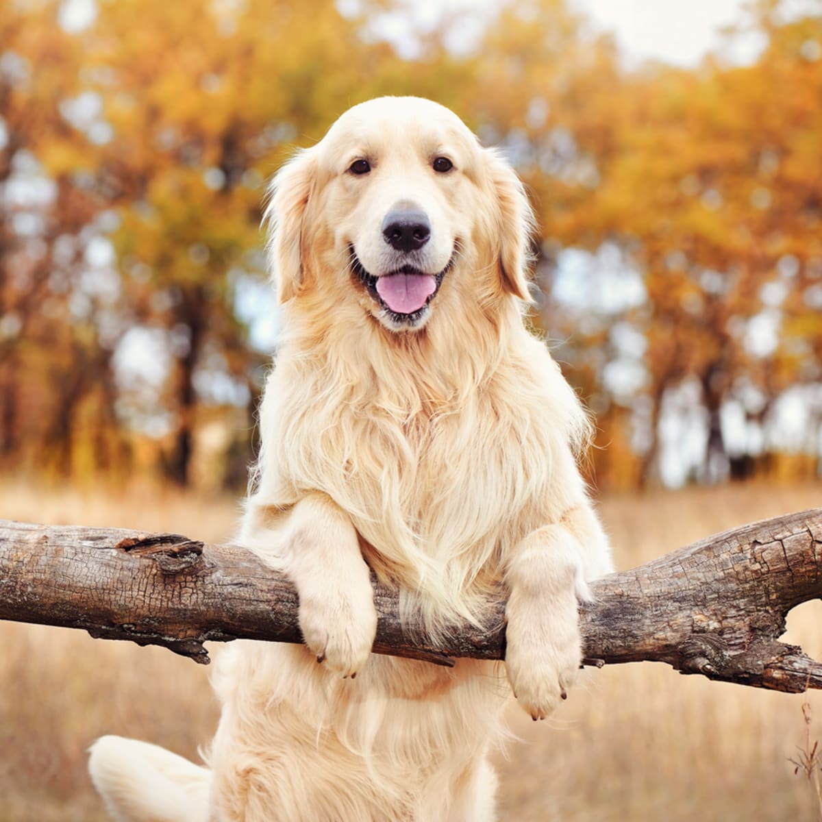 Best dogs for kids with sales anxiety