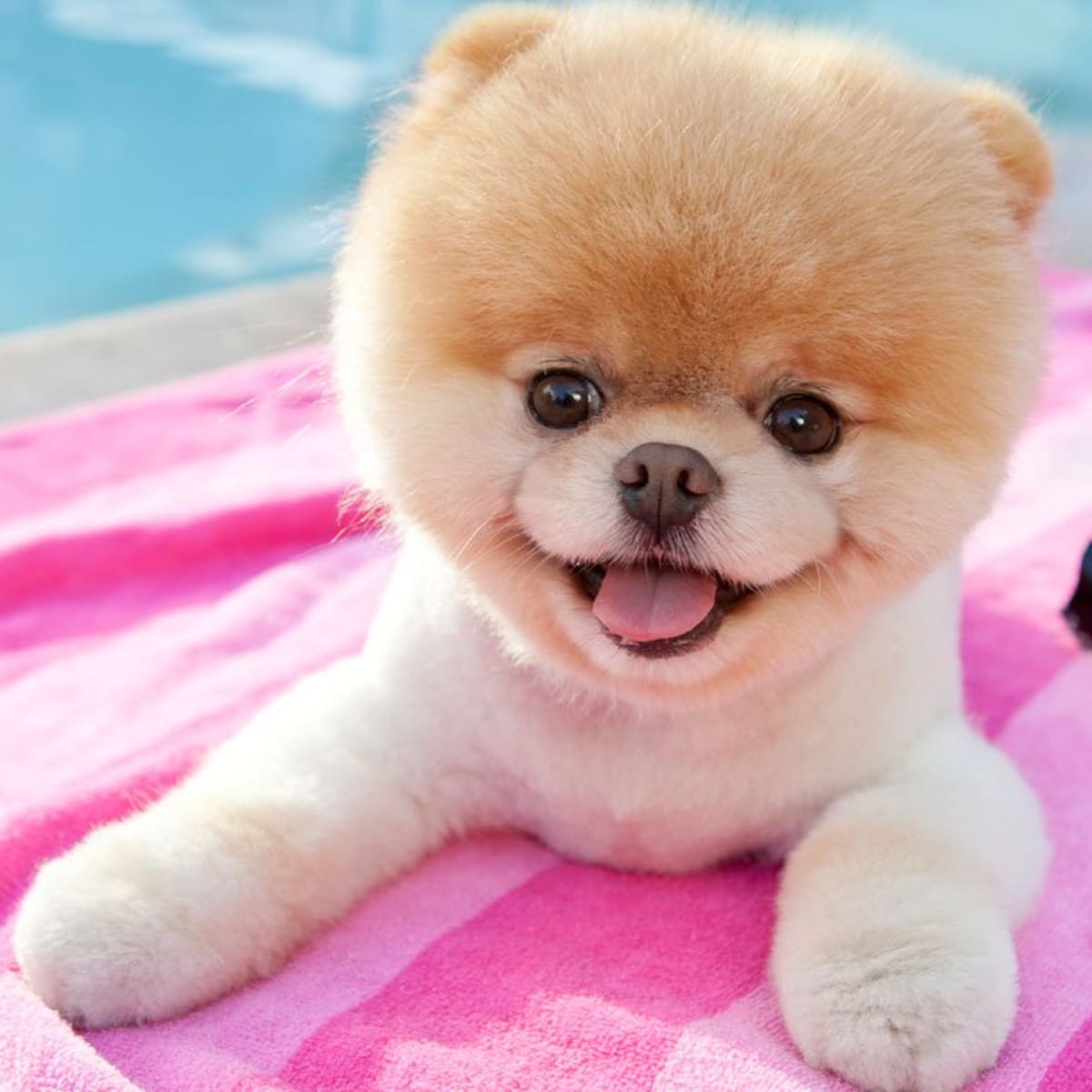 Boo deals dog puppy