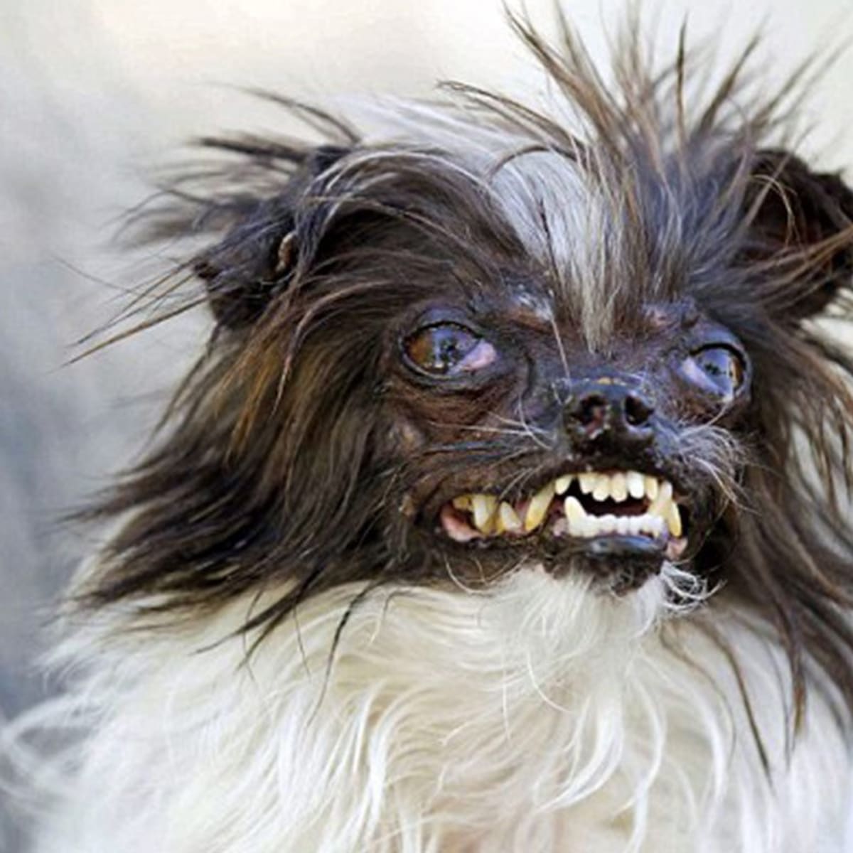 Ugly teacup dogs sales