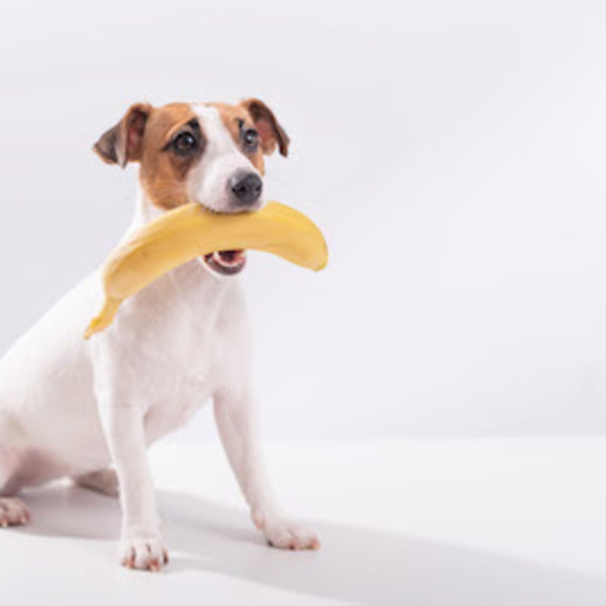 Can Dogs Eat Bananas Experts Weigh in on Whether This Fruit Is