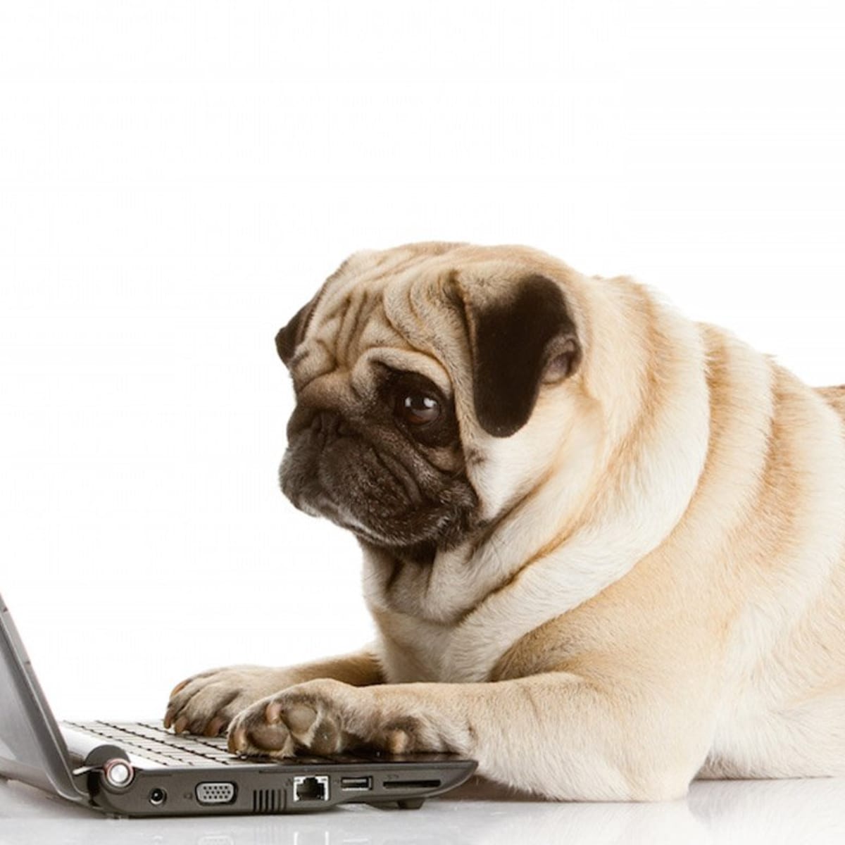 Ok google find dogs hotsell
