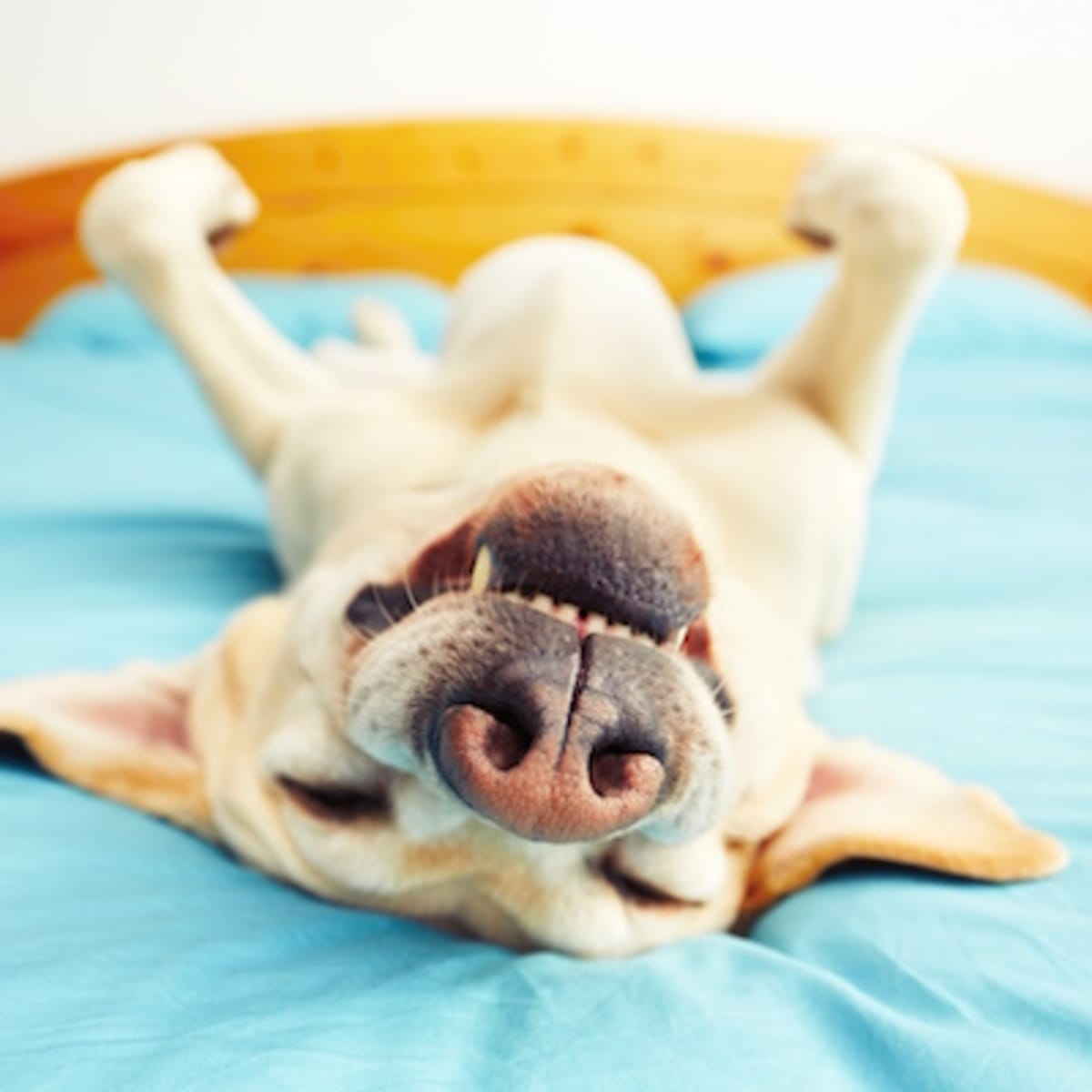 280 Best Dog Quotes About Their Love Loyalty Parade Pets