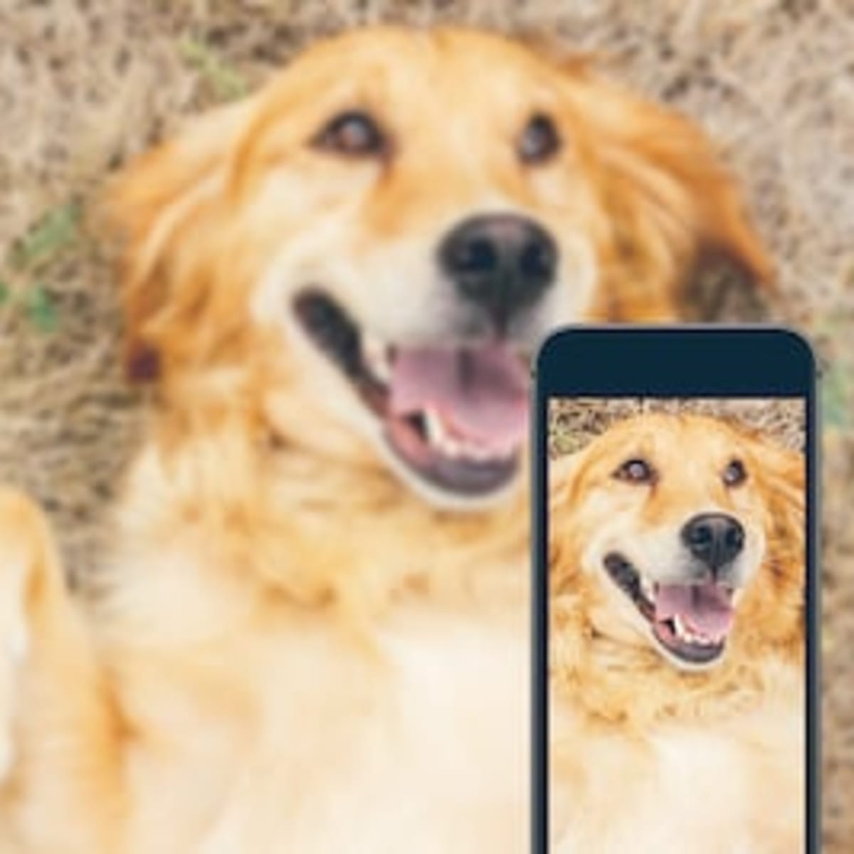 Best dog instagrams cheap