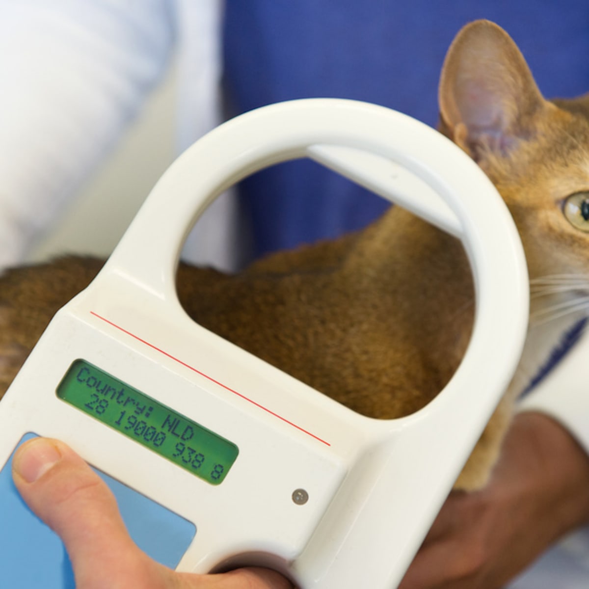 What You Need to Know About Microchipping Your Pet Parade Pets