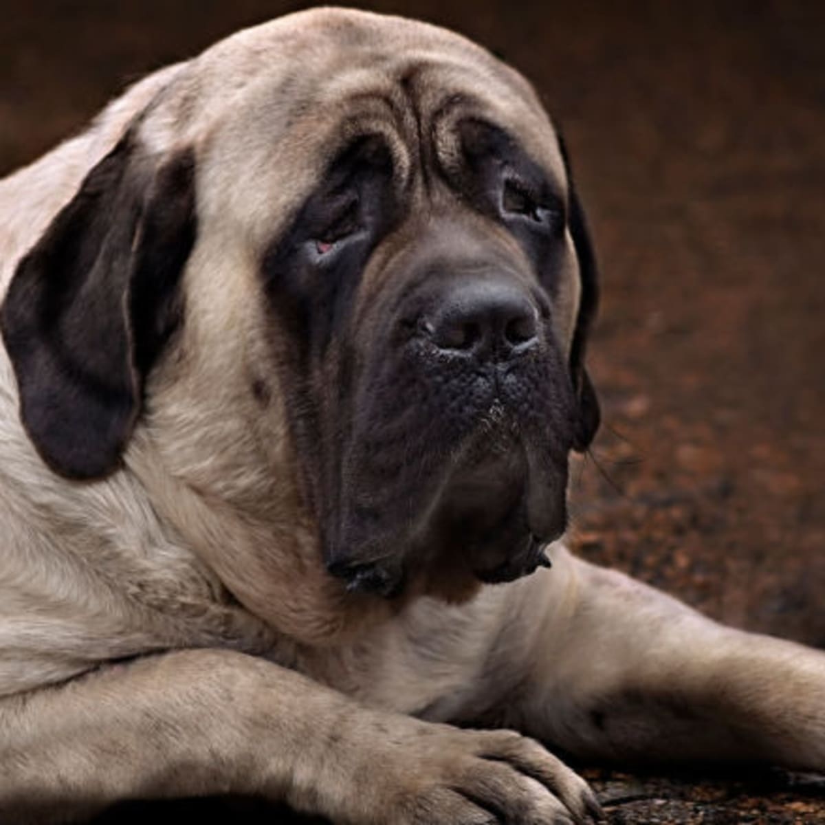 Biggest dog hot sale breed weight