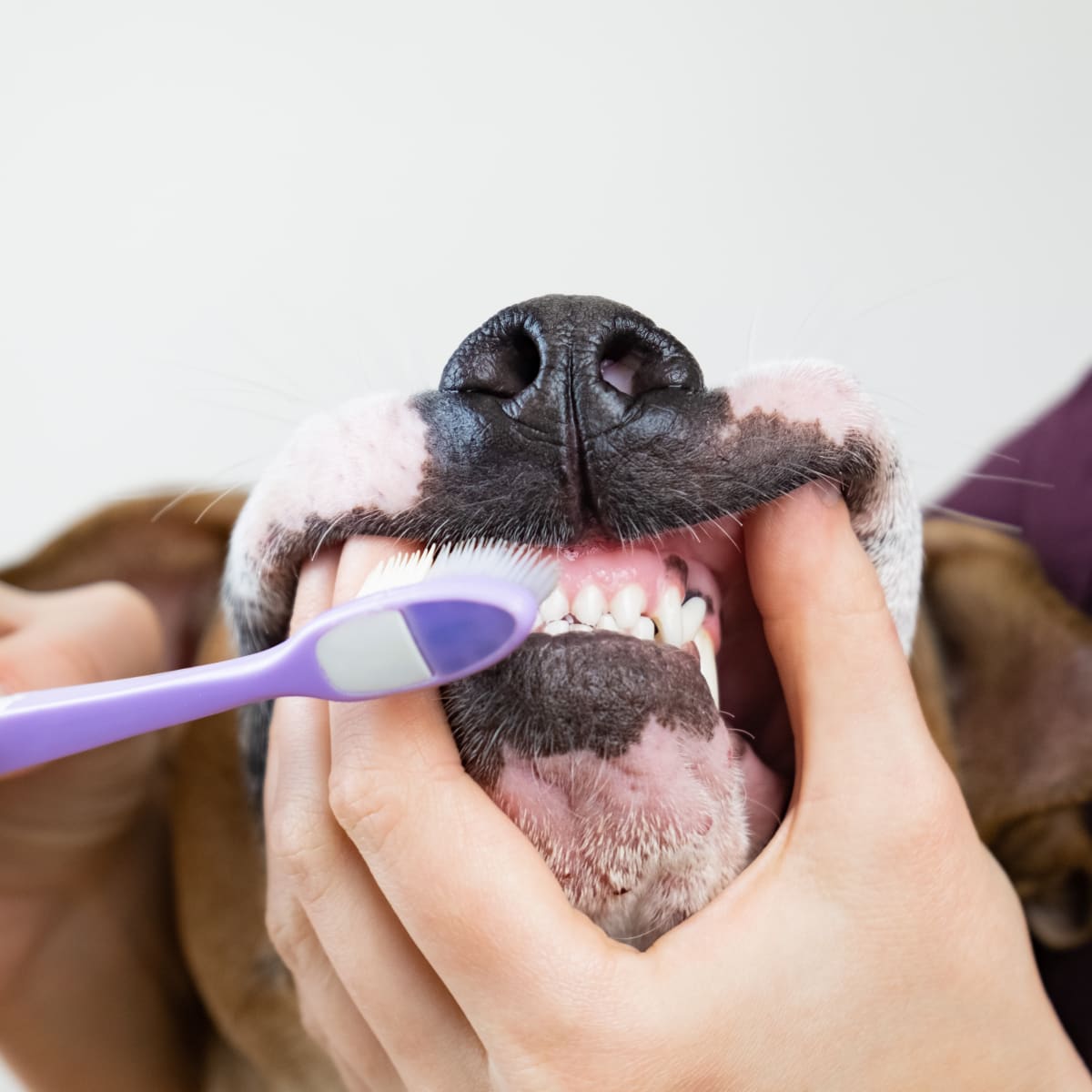 Dog hates new arrivals teeth brushing