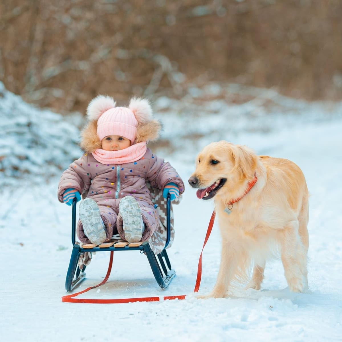 Golden retriever sled dog sales